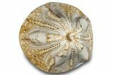Polished Fossil Sea Biscuit (Clypeaster) - Morocco #288929-1